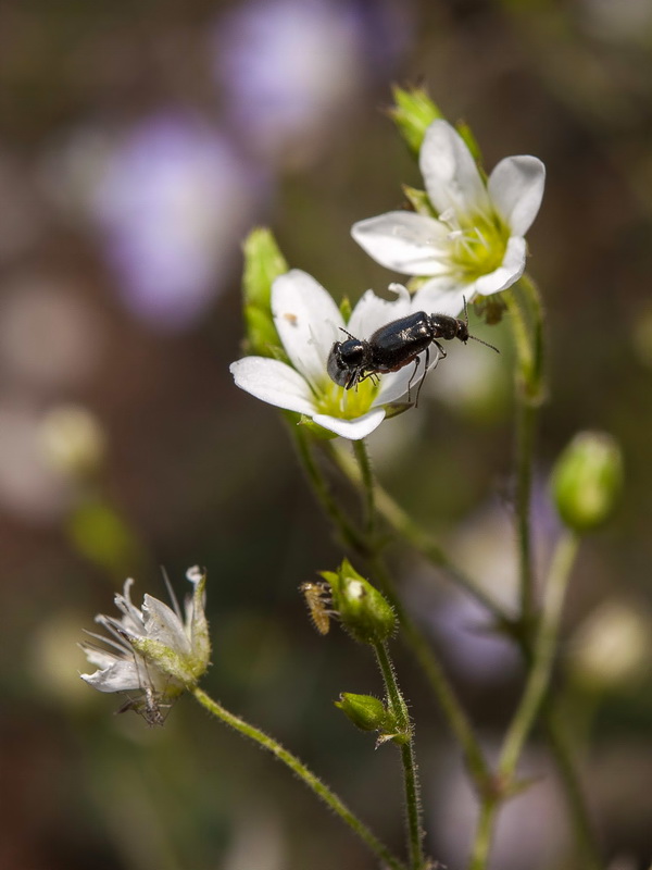 Arenaria modesta tenuis.10