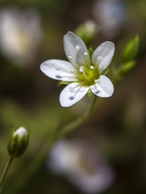Arenaria modesta tenuis.11