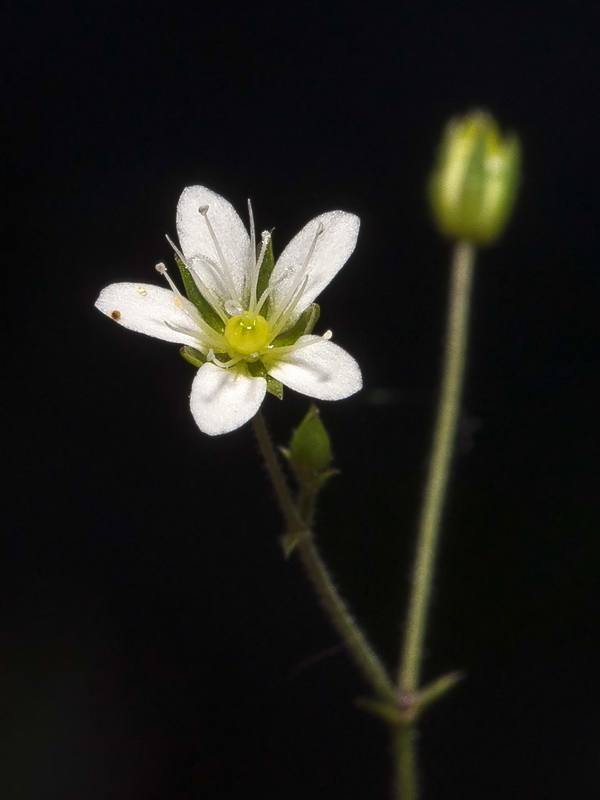 Arenaria modesta tenuis.12