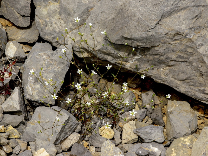Arenaria modesta tenuis.17