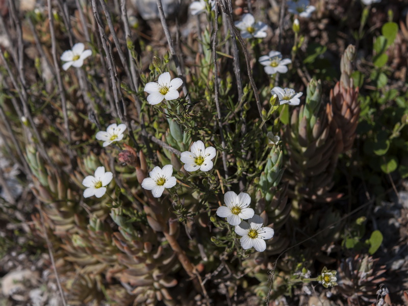 Arenaria montana intricata.01