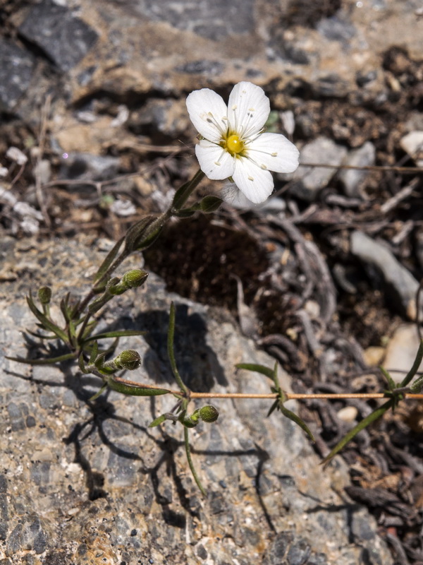 Arenaria montana intricata.04