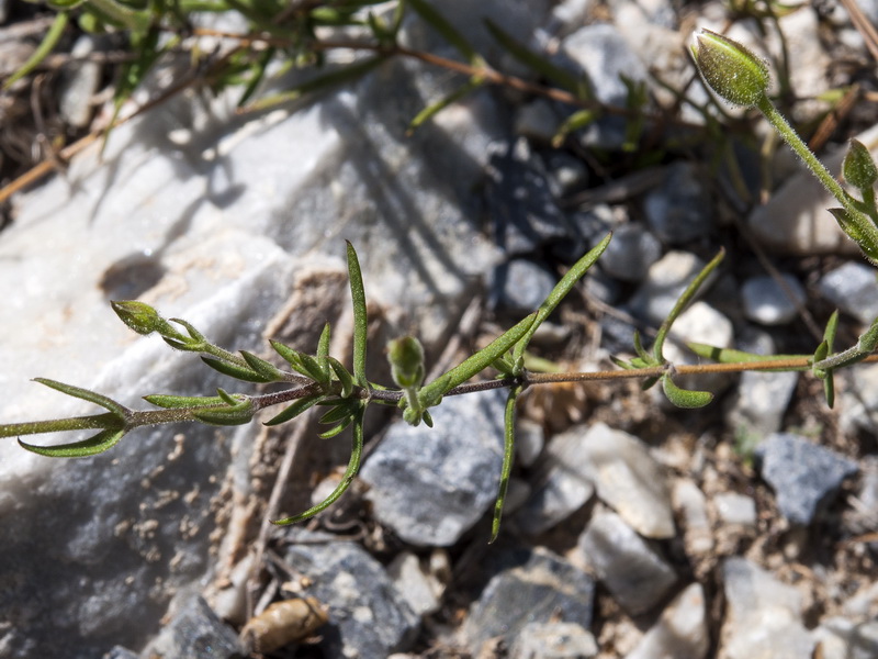 Arenaria montana intricata.07