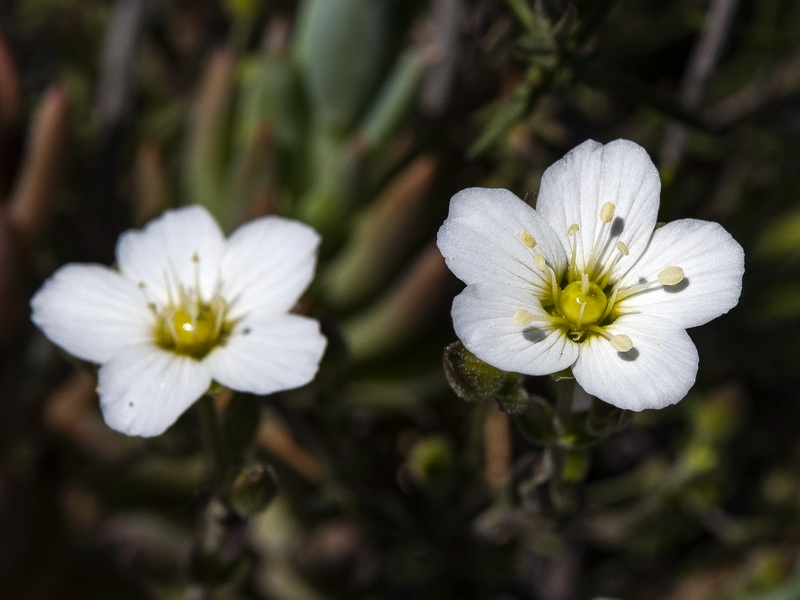 Arenaria montana intricata.09