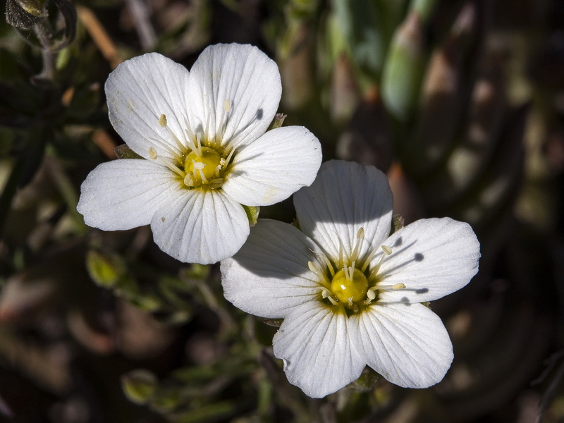 Arenaria montana intricata.10