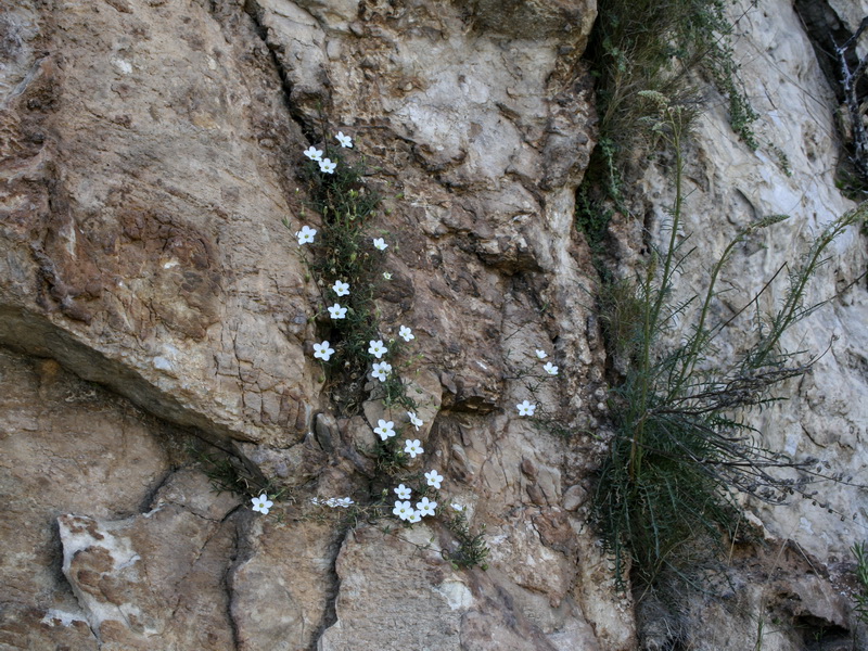 Arenaria montana intricata.11