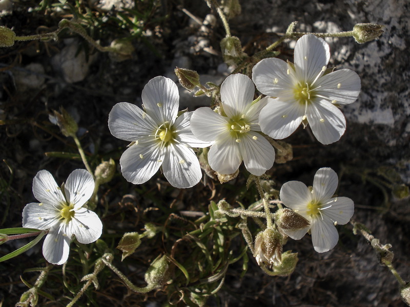 Arenaria montana intricata.14