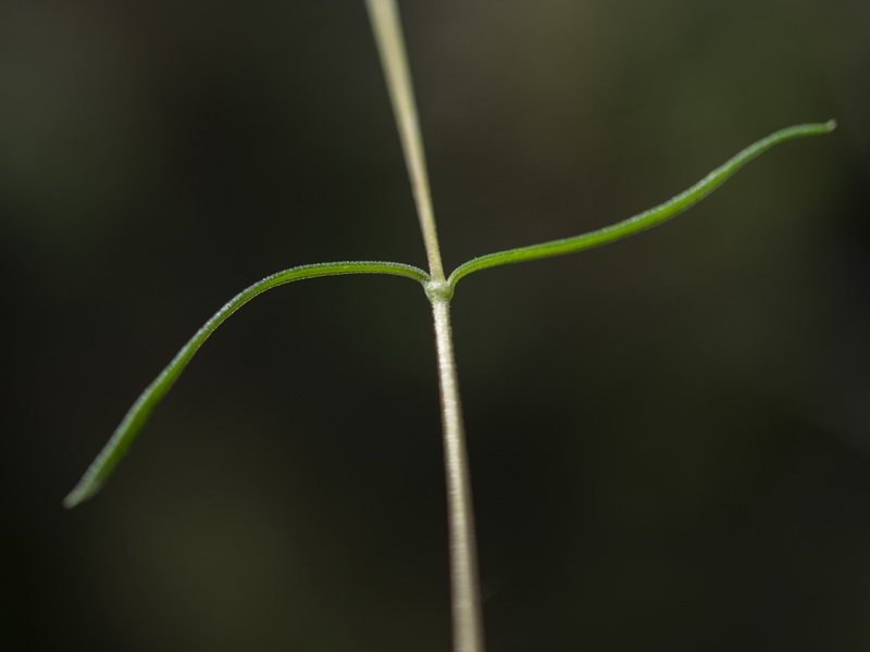 Arenaria montana intricata.22