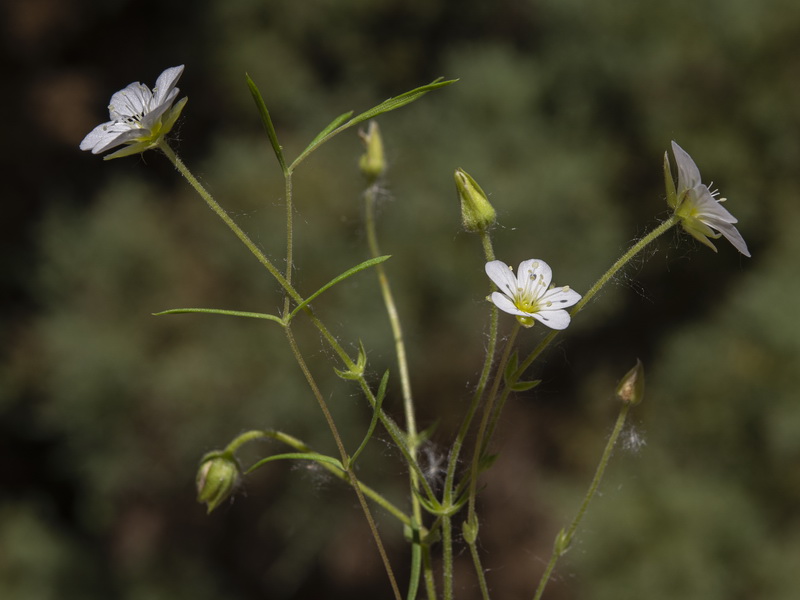 Arenaria montana intricata.23