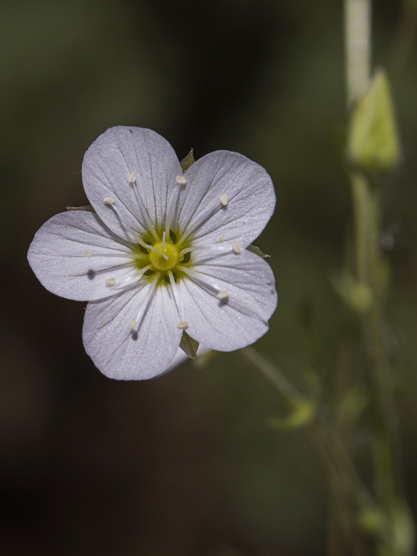 Arenaria montana intricata.30