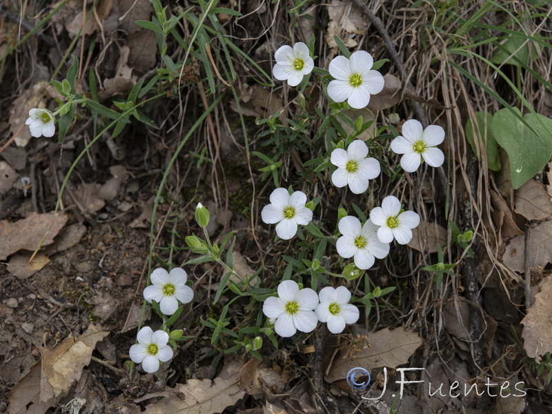 Arenaria montana montana.01