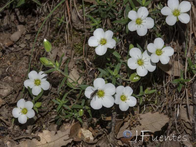 Arenaria montana montana.02