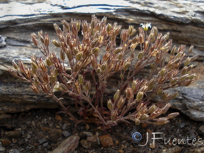 Arenaria nevadensis.01