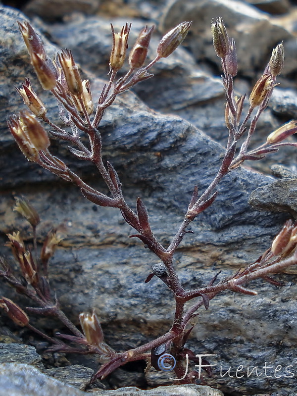 Arenaria nevadensis.05