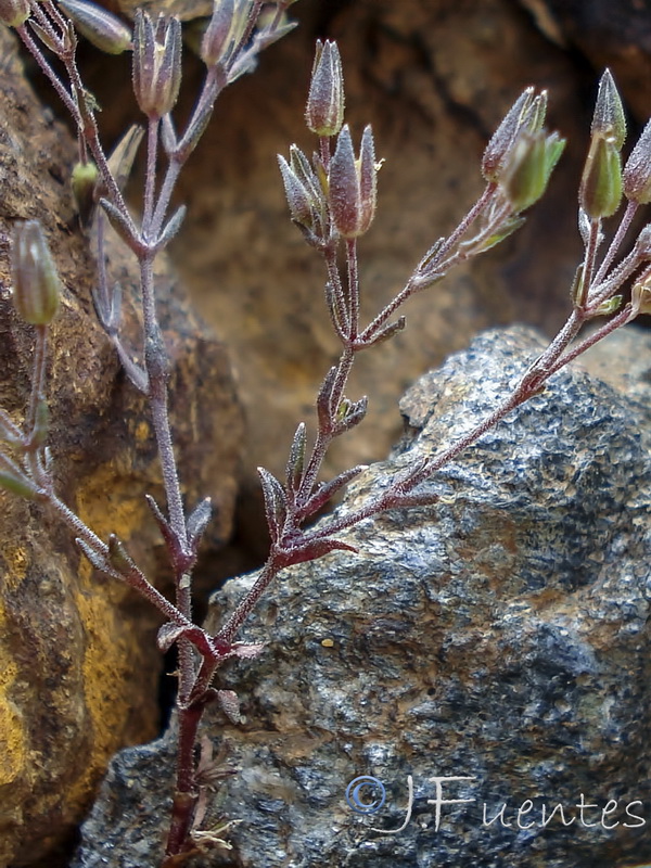 Arenaria nevadensis.06