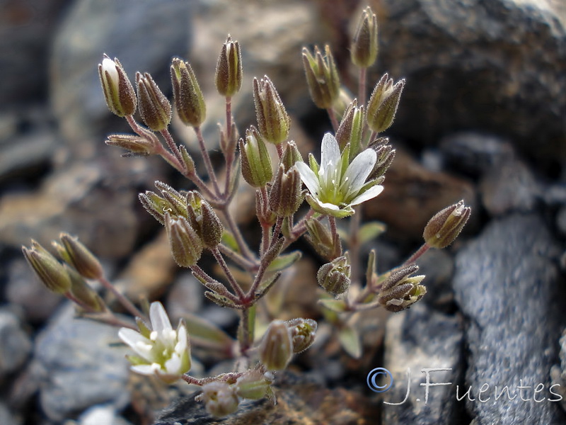 Arenaria nevadensis.08