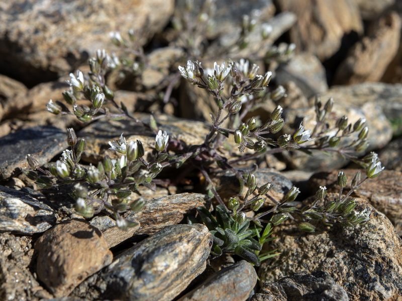 Arenaria nevadensis.15