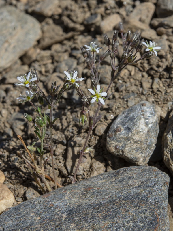 Arenaria nevadensis.17