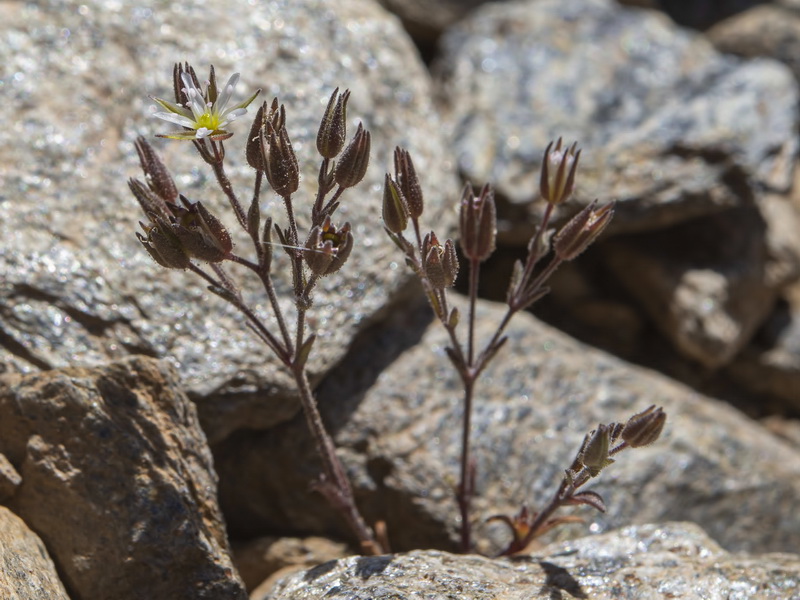Arenaria nevadensis.21