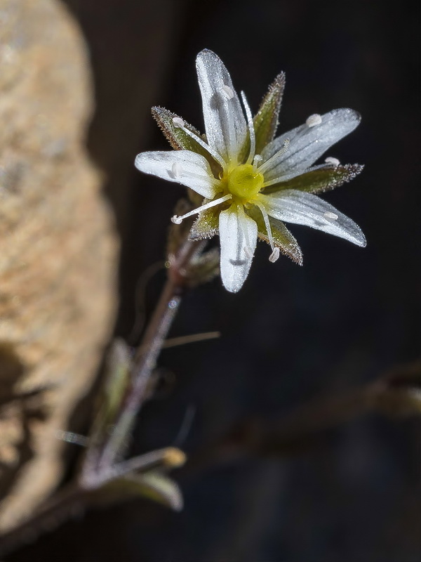 Arenaria nevadensis.24