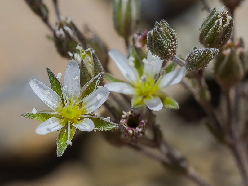 Arenaria nevadensis.29