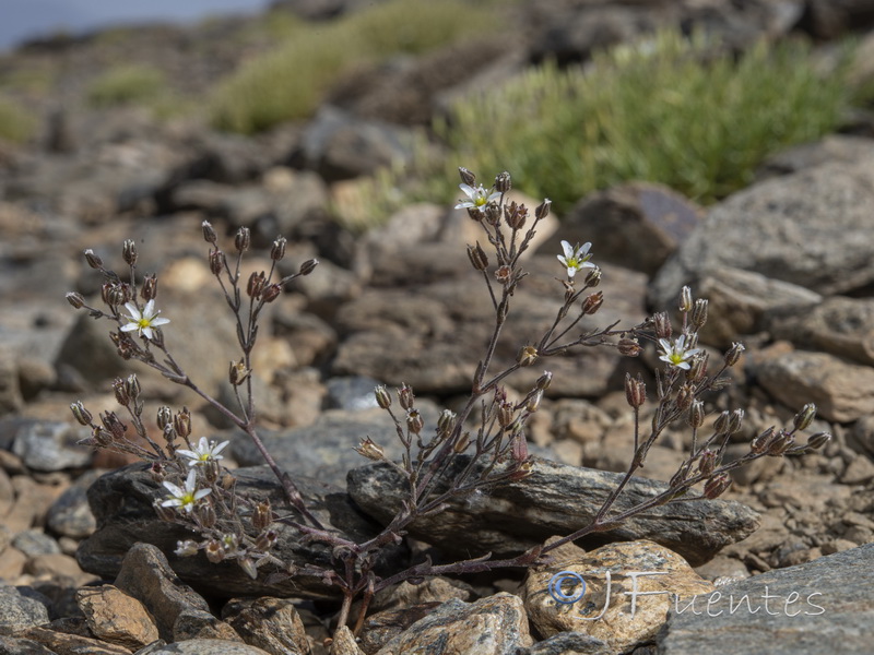Arenaria nevadensis.34