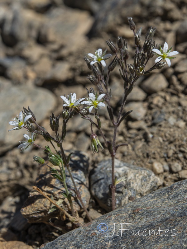 Arenaria nevadensis.35