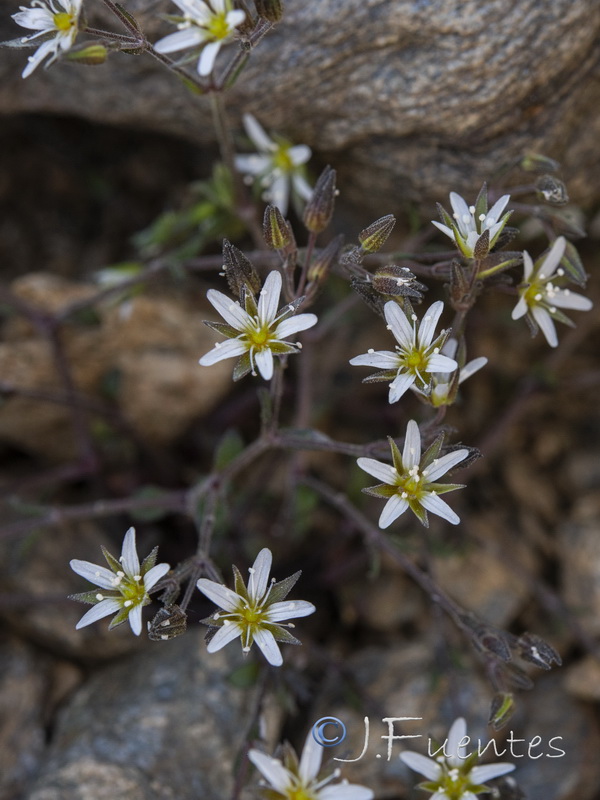 Arenaria nevadensis.41
