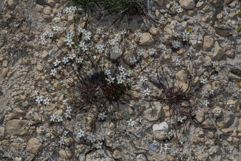 Arenaria obtusiflora ciliaris.05