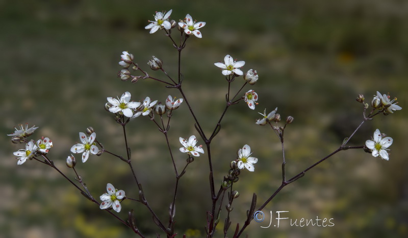 Arenaria obtusiflora ciliaris.08