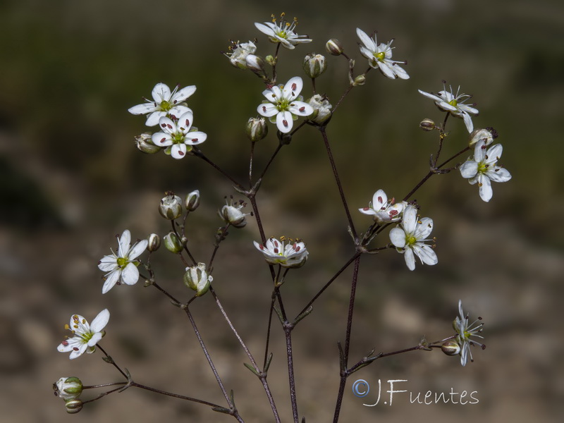 Arenaria obtusiflora ciliaris.09