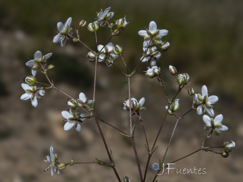 Arenaria obtusiflora ciliaris.11