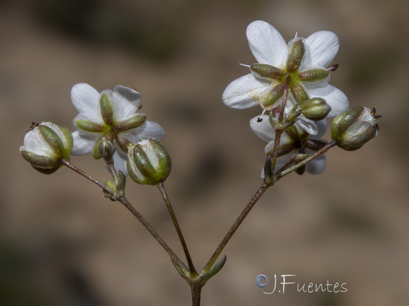 Arenaria obtusiflora ciliaris.12