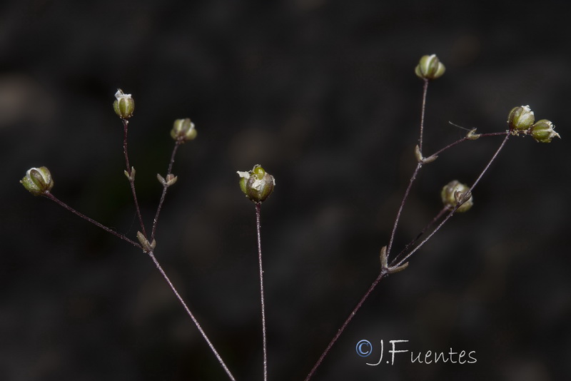 Arenaria obtusiflora ciliaris.13