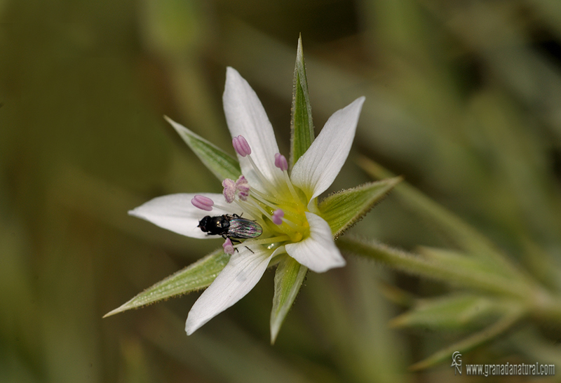 Arenaria pungens