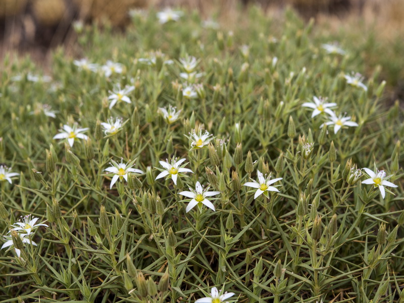 Arenaria pungens pungens.04