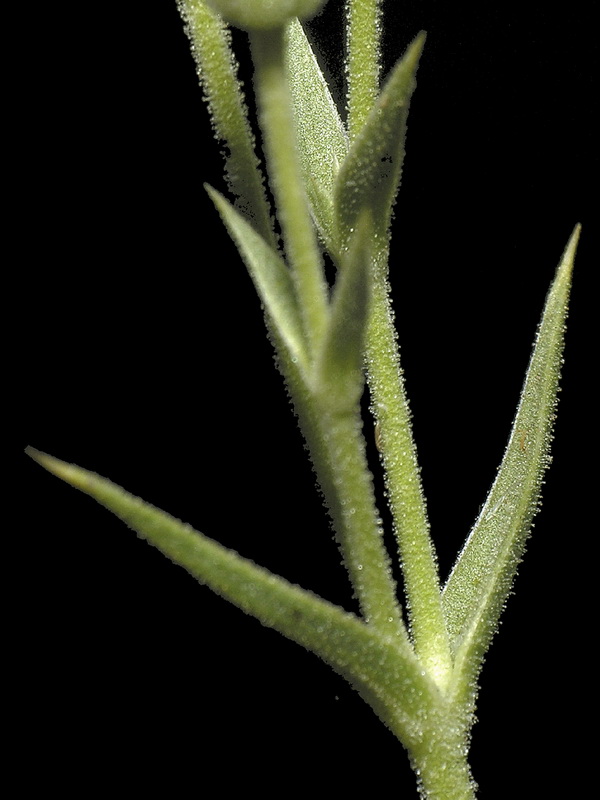 Arenaria pungens pungens.06