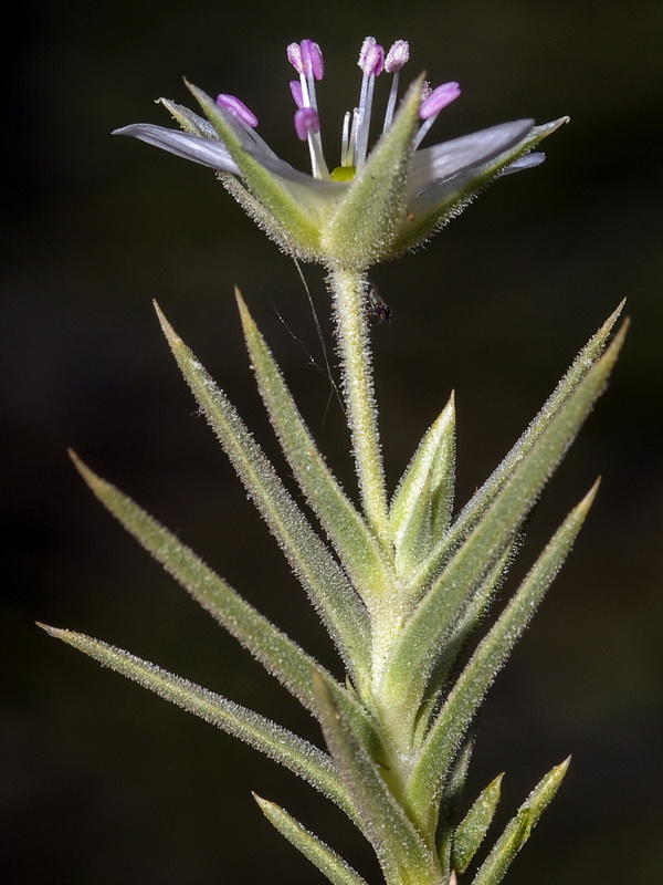 Arenaria pungens pungens.07