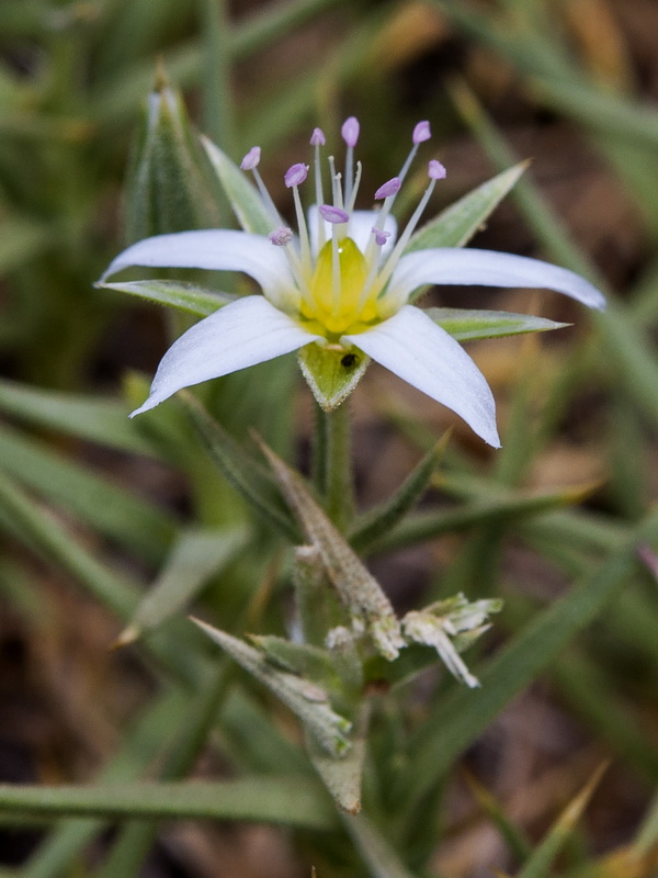 Arenaria pungens pungens.12