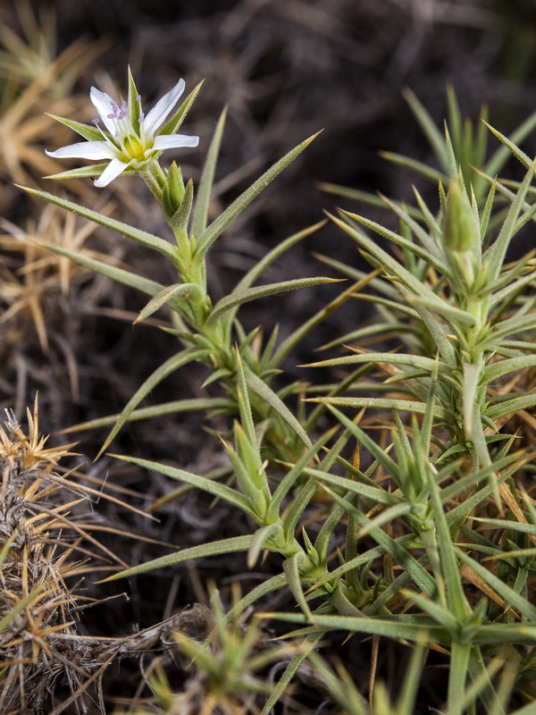 Arenaria pungens pungens.13