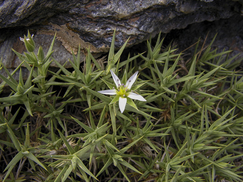 Arenaria pungens pungens.14