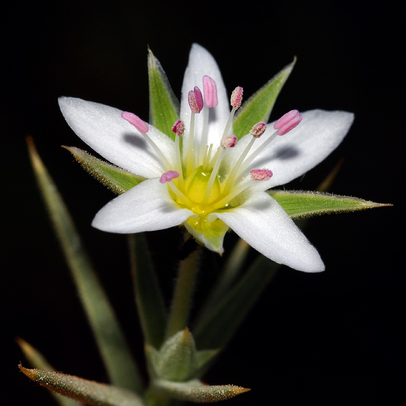 Arenaria pungens pungens.16