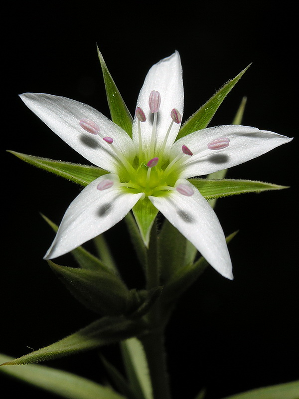 Arenaria pungens pungens.20