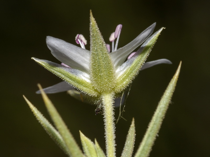 Arenaria pungens pungens.22
