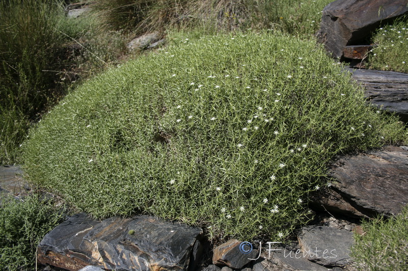 Arenaria pungens pungens.24