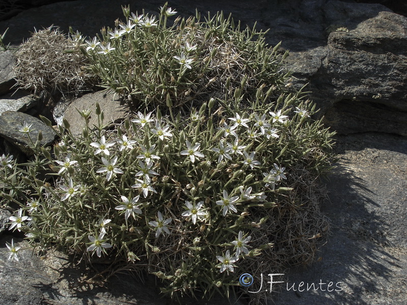 Arenaria pungens pungens.26