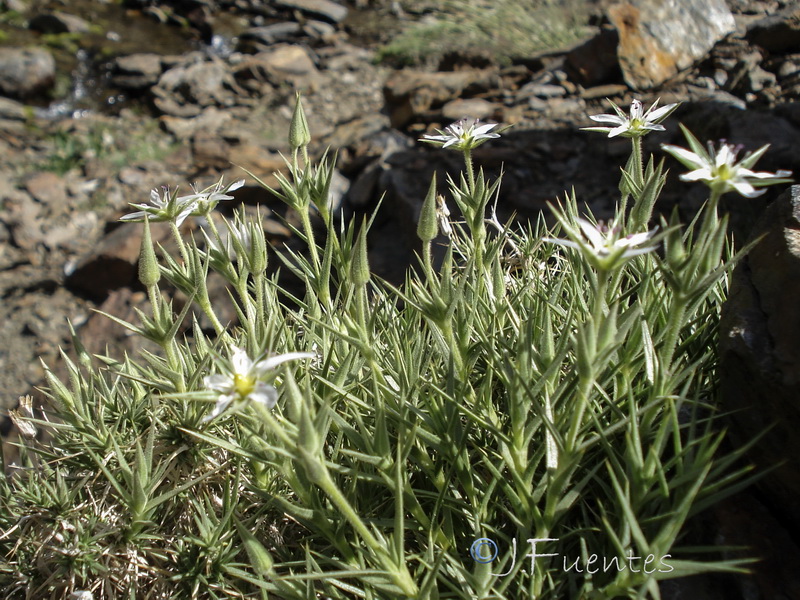 Arenaria pungens pungens.27