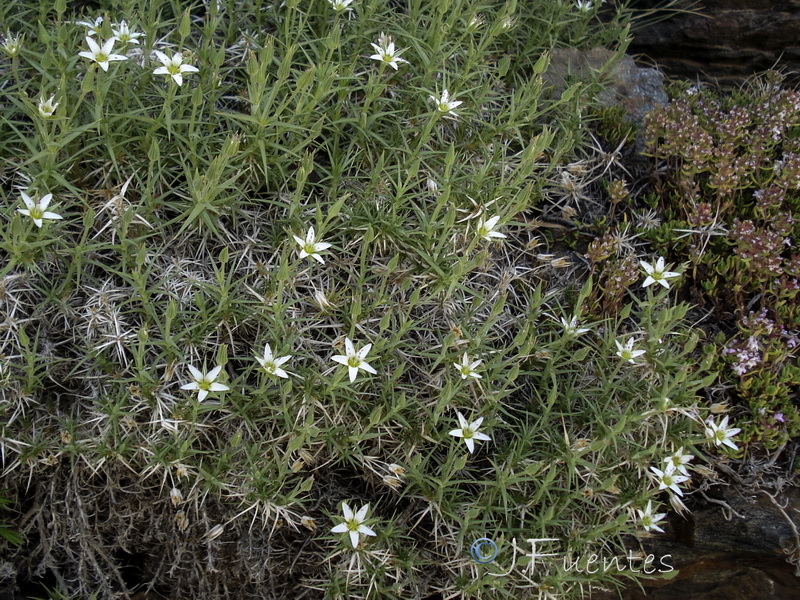Arenaria pungens pungens.28