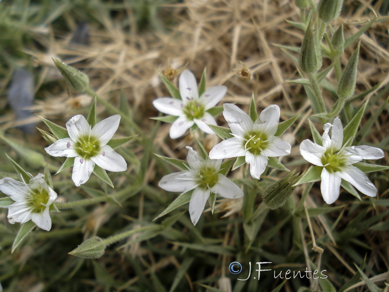 Arenaria pungens pungens.30