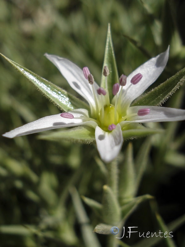Arenaria pungens pungens.32